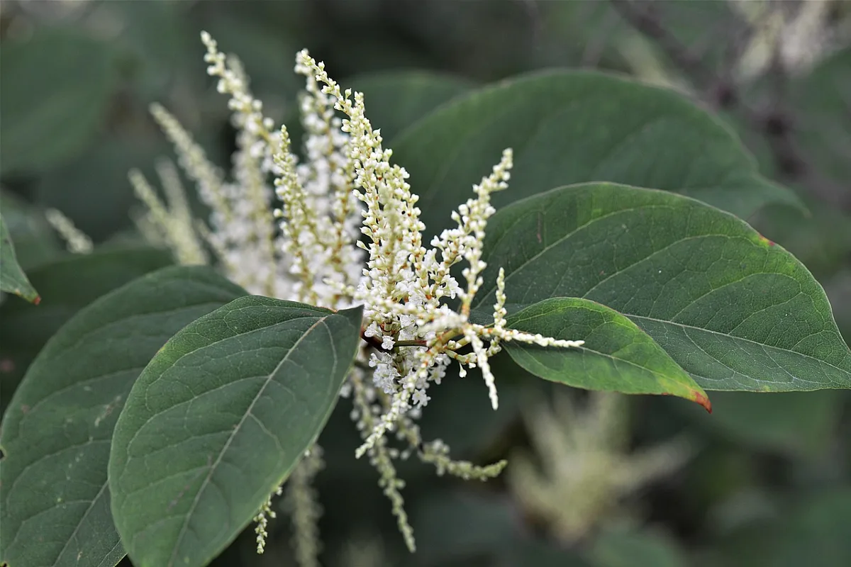 Homeowners issued Knotweed warning ahead of winter months as they risk losing thousands on the value of their home