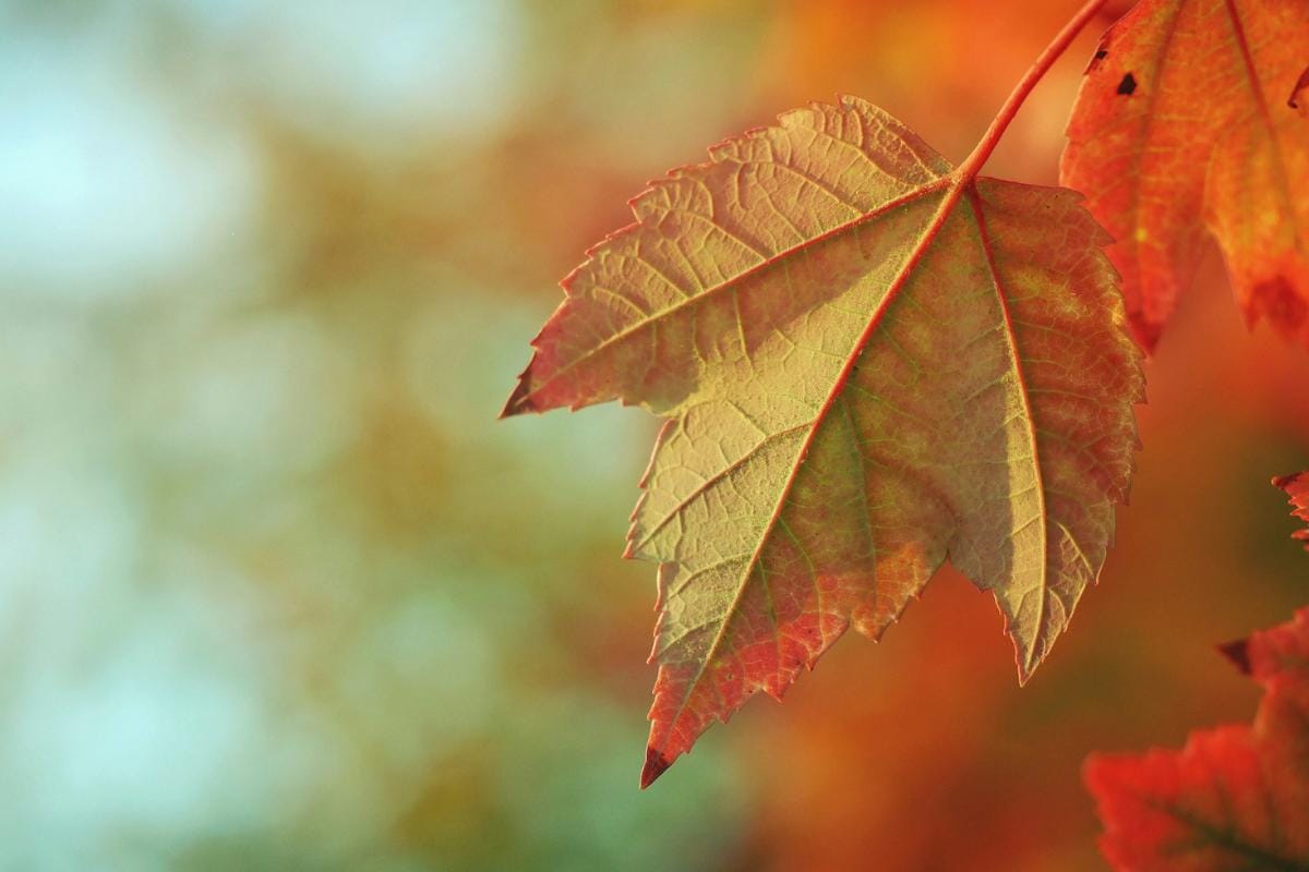 PFS Autumn Roadshow explores AI in wealth management