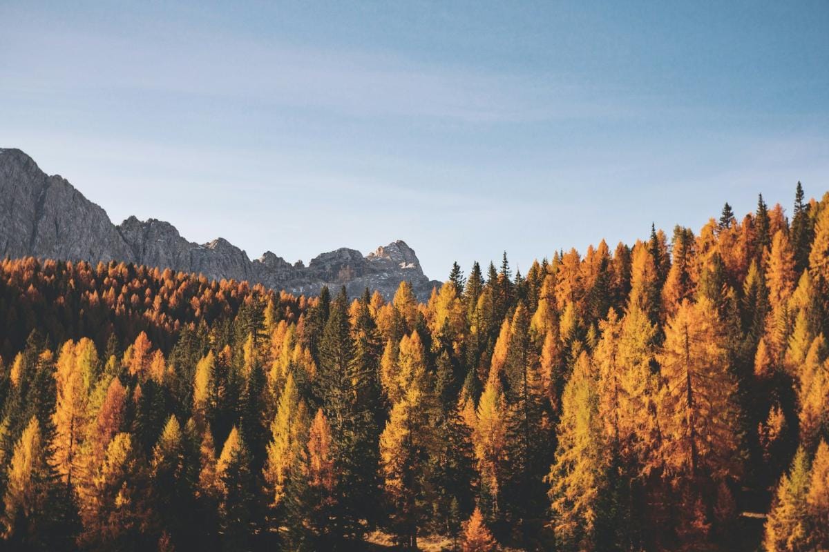 Unsplash - Autumn