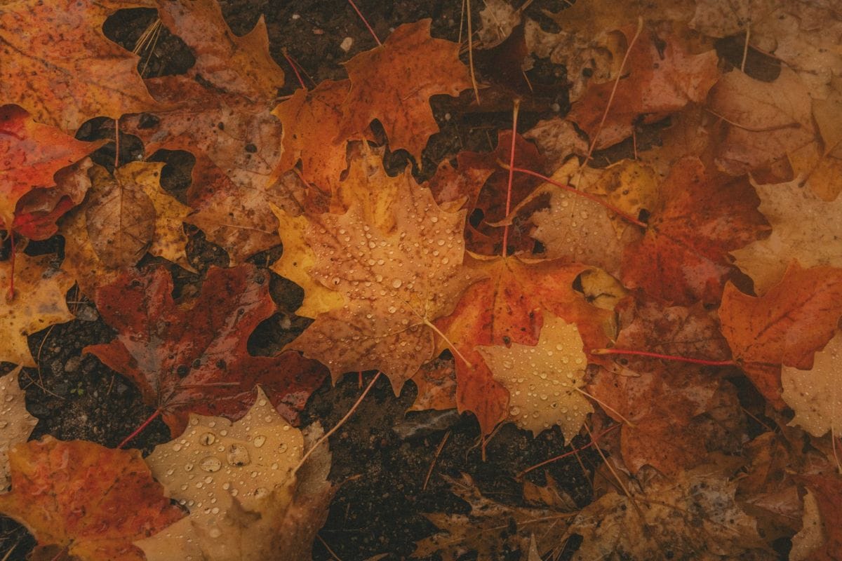 Unsplash - Leaves, Autumn