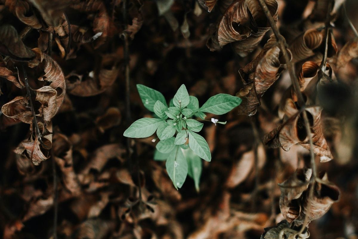 Unsplash - Growth