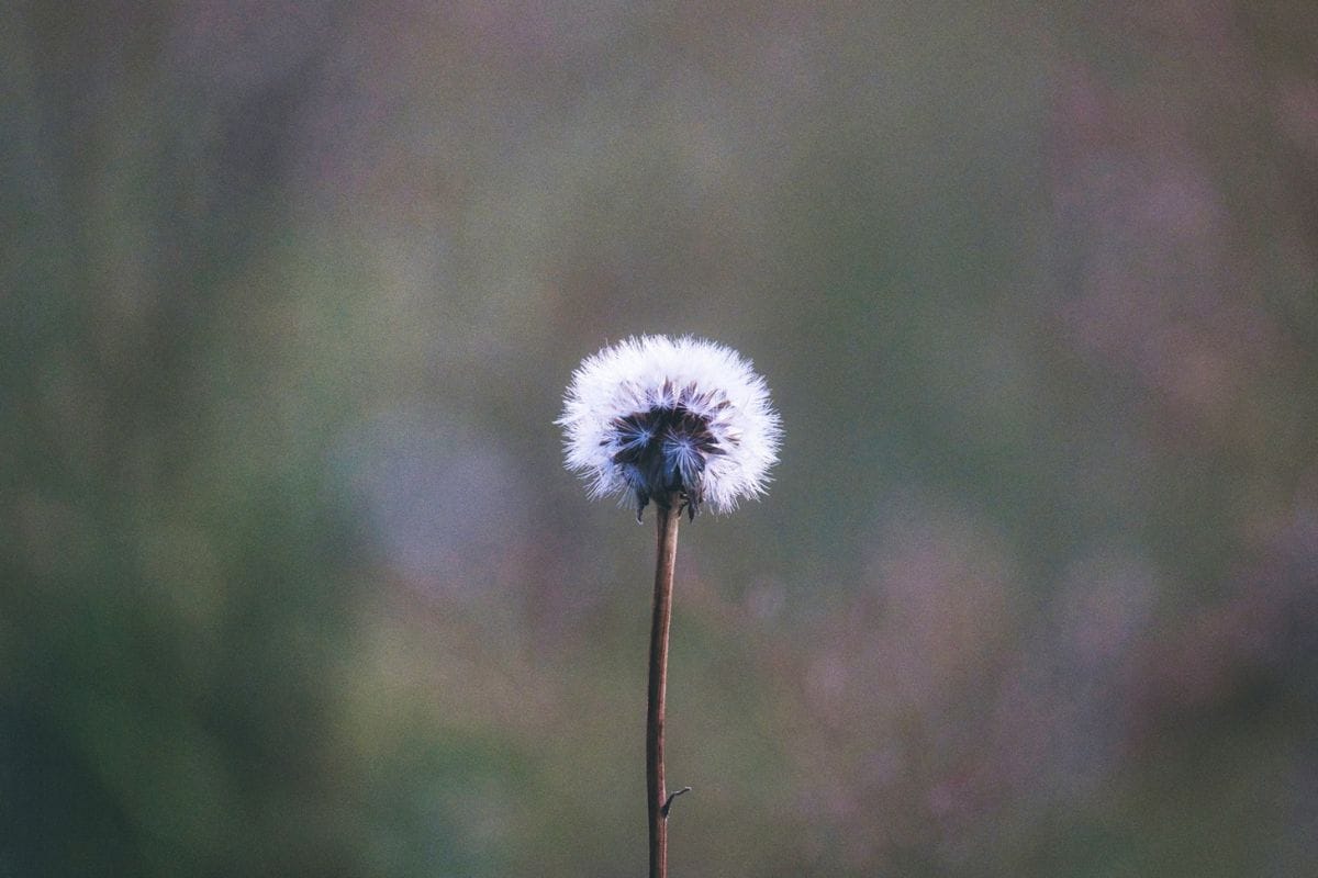 Unsplash - Dandelion, Vulnerable