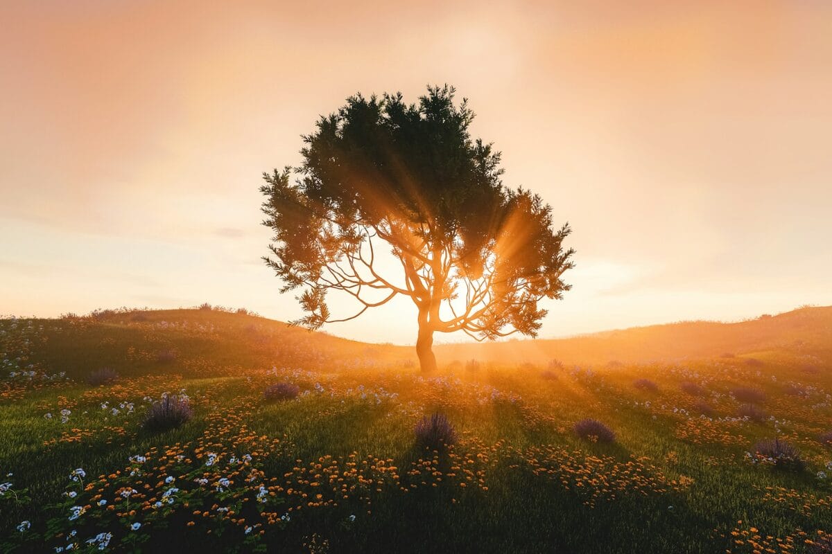 Unsplash - Tree, Legacy