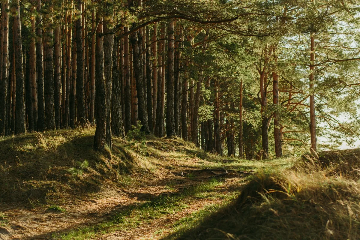 Why forestry investment is coming into focus after Budget