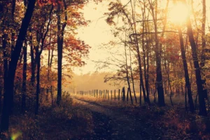 autumn budget lukasz-szmigiel-ps2daRcXYes-unsplash